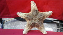 Raw sundried 6.5" starfish